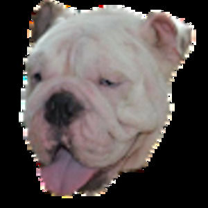 Meet your Posher, Jacob